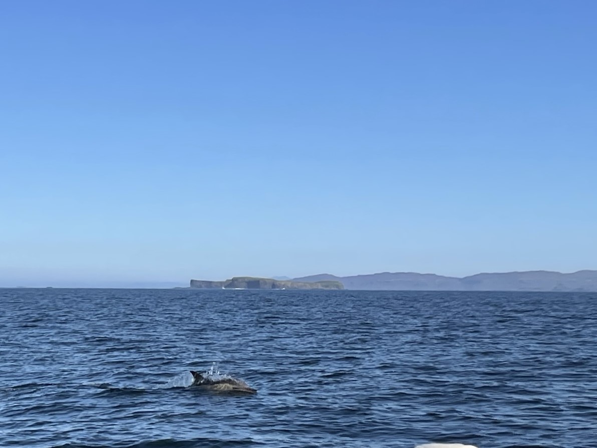 Dolphin on boat trip to Staff Mull short break Dolphin on boat trip to Staff Mull short break