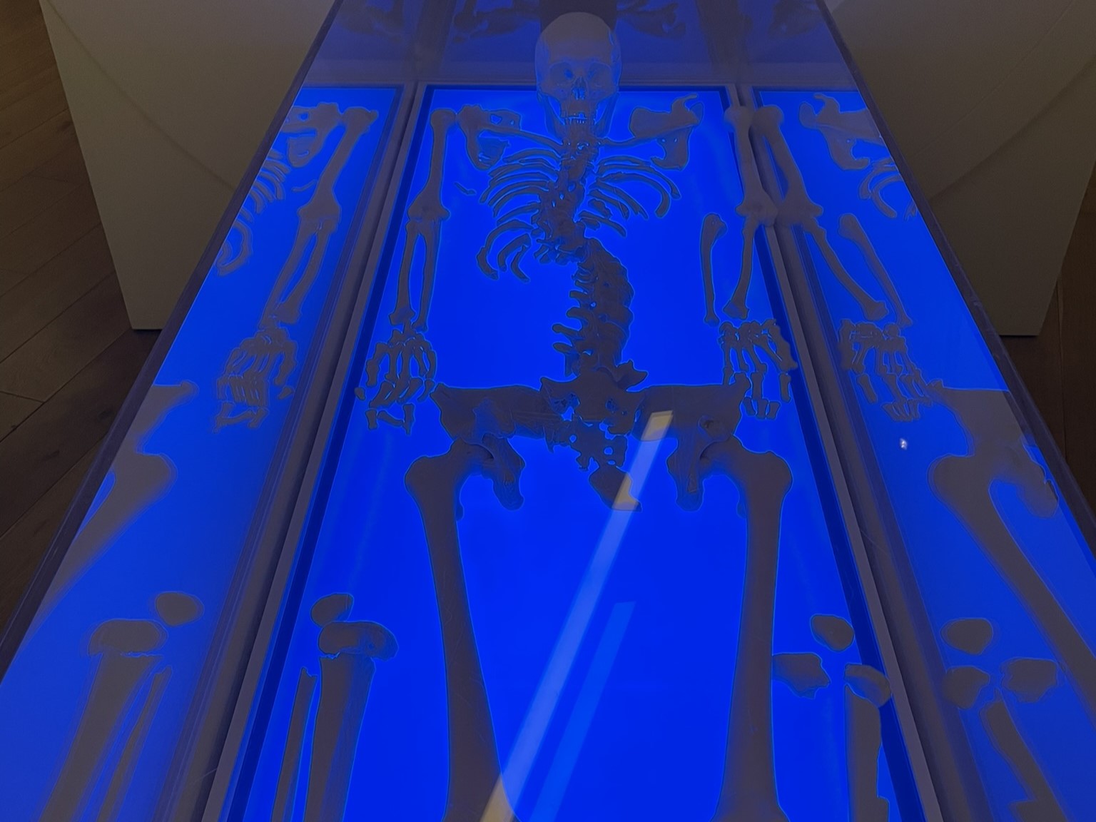 King in the car park Richard III skeleton visitor centre Leicester day out King in the car park Richard III skeleton visitor centre Leicester day out