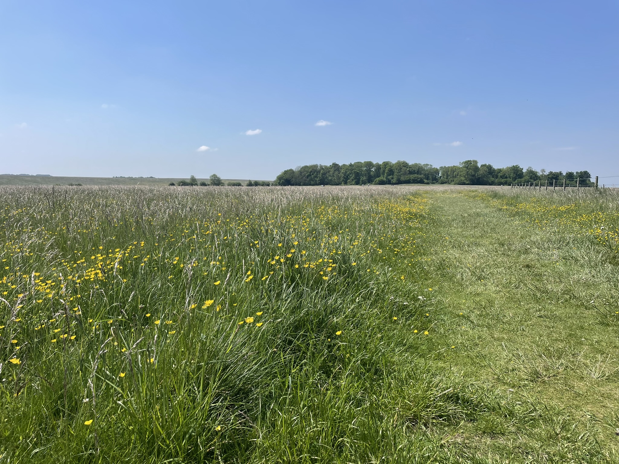 Stonehenge landscape grassland Stonehenge landscape grassland