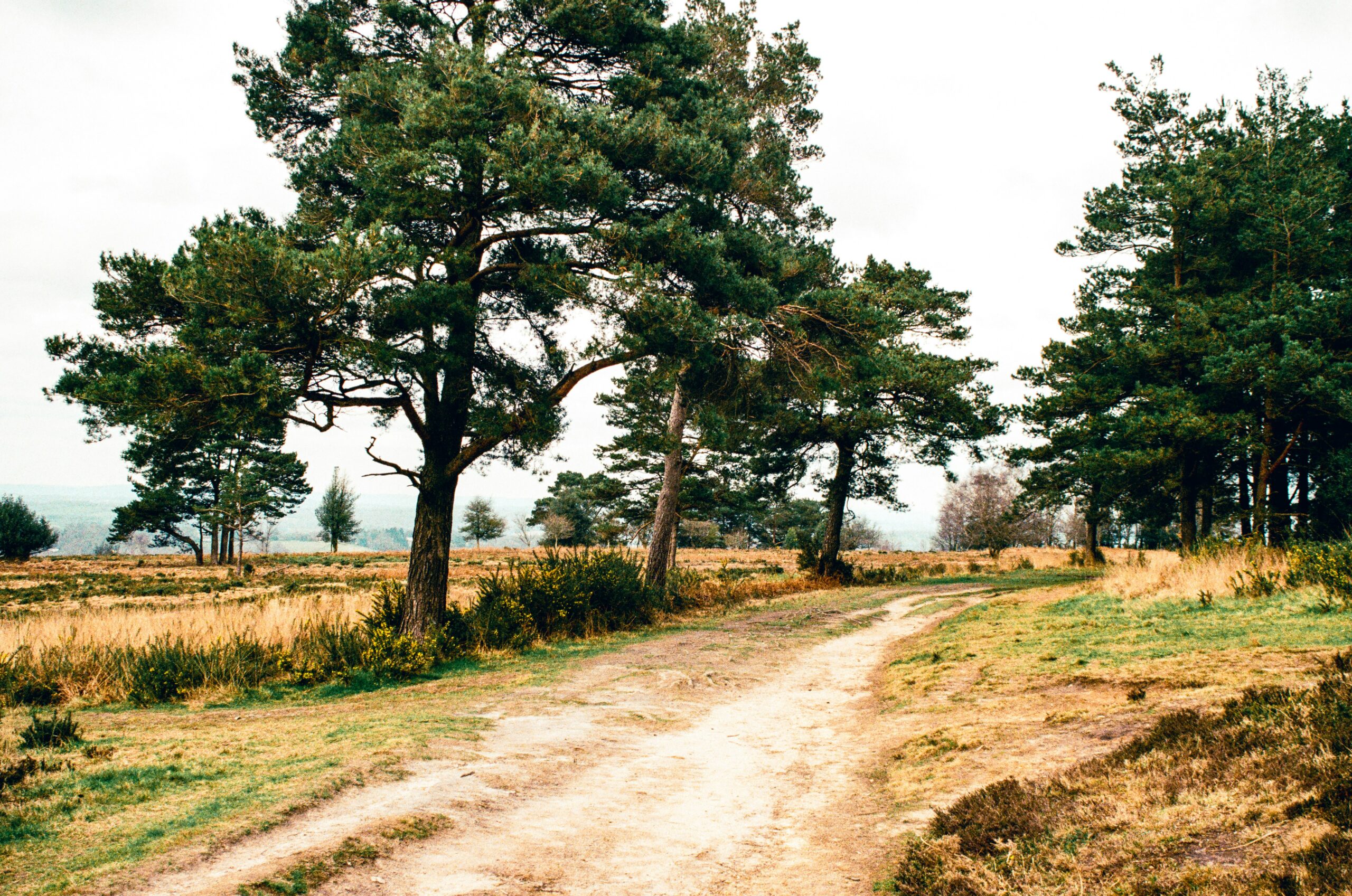 Ashdown Forest Winnie the Pooh day trip UK