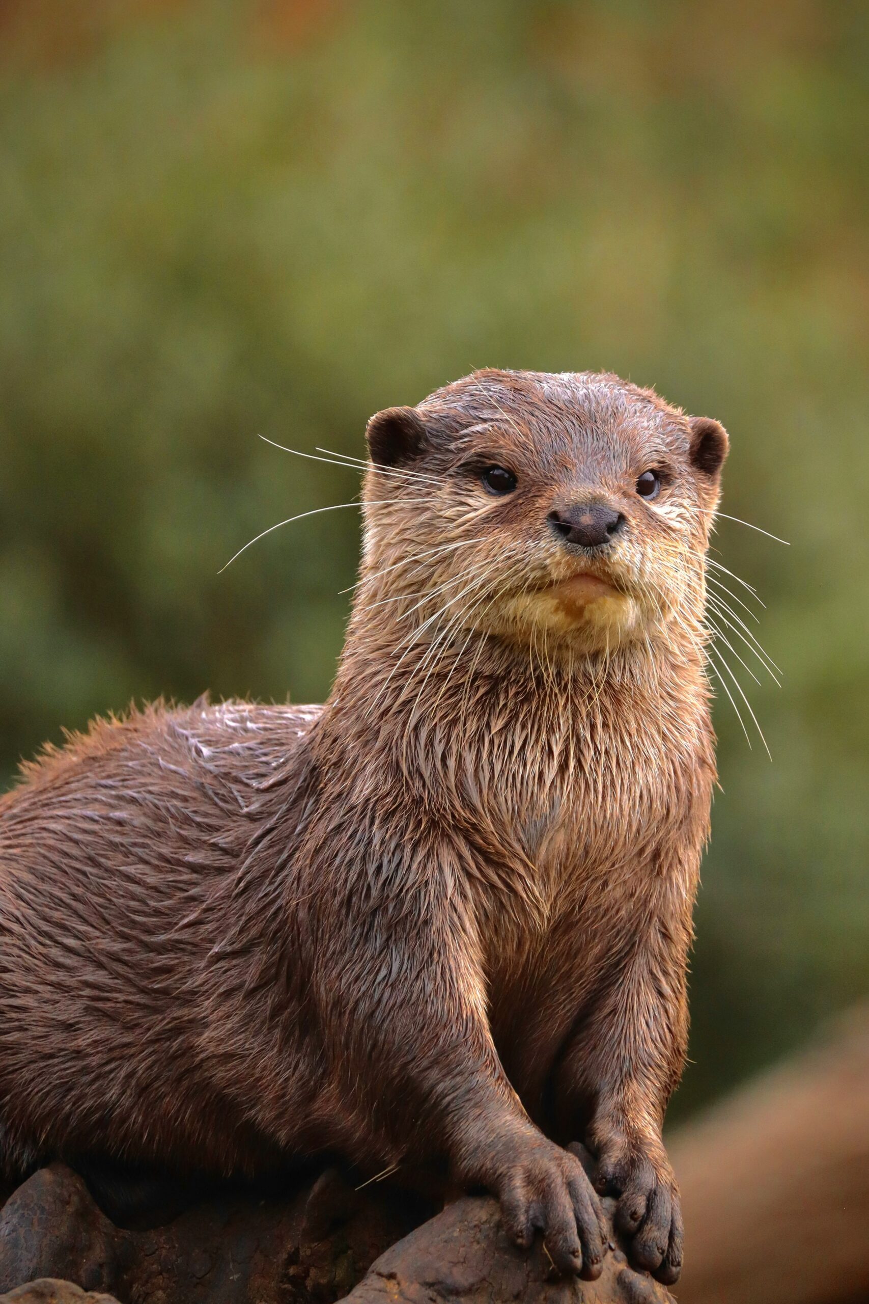 Where to see otters in the UK day trip