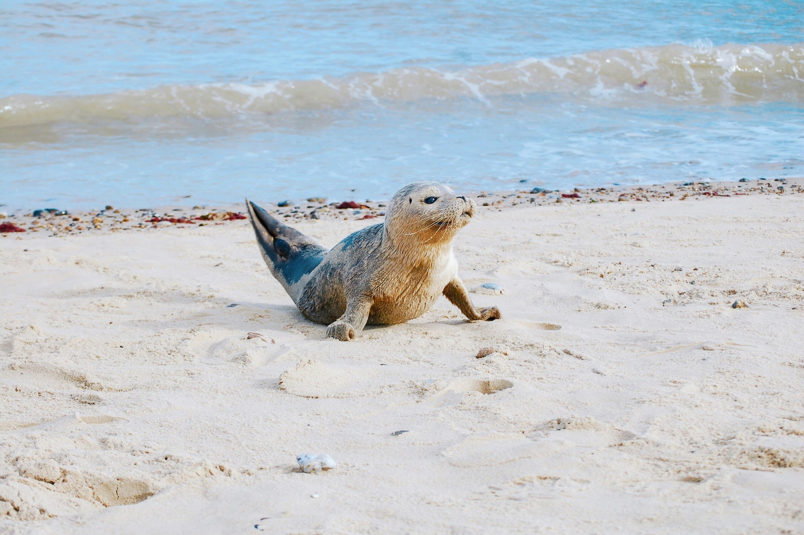 seal pup norfolk days out UK