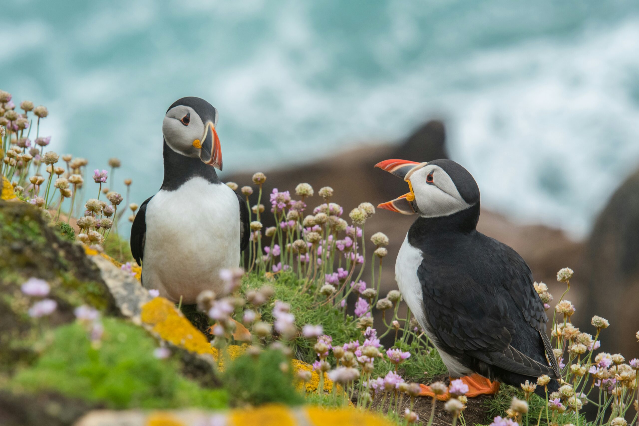 where to see puffins in the UK day trip