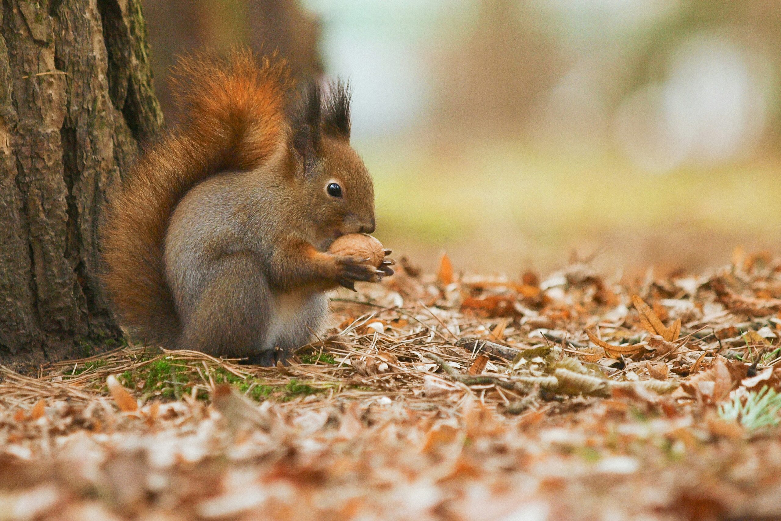 where to see red squirrels in the UK day trip