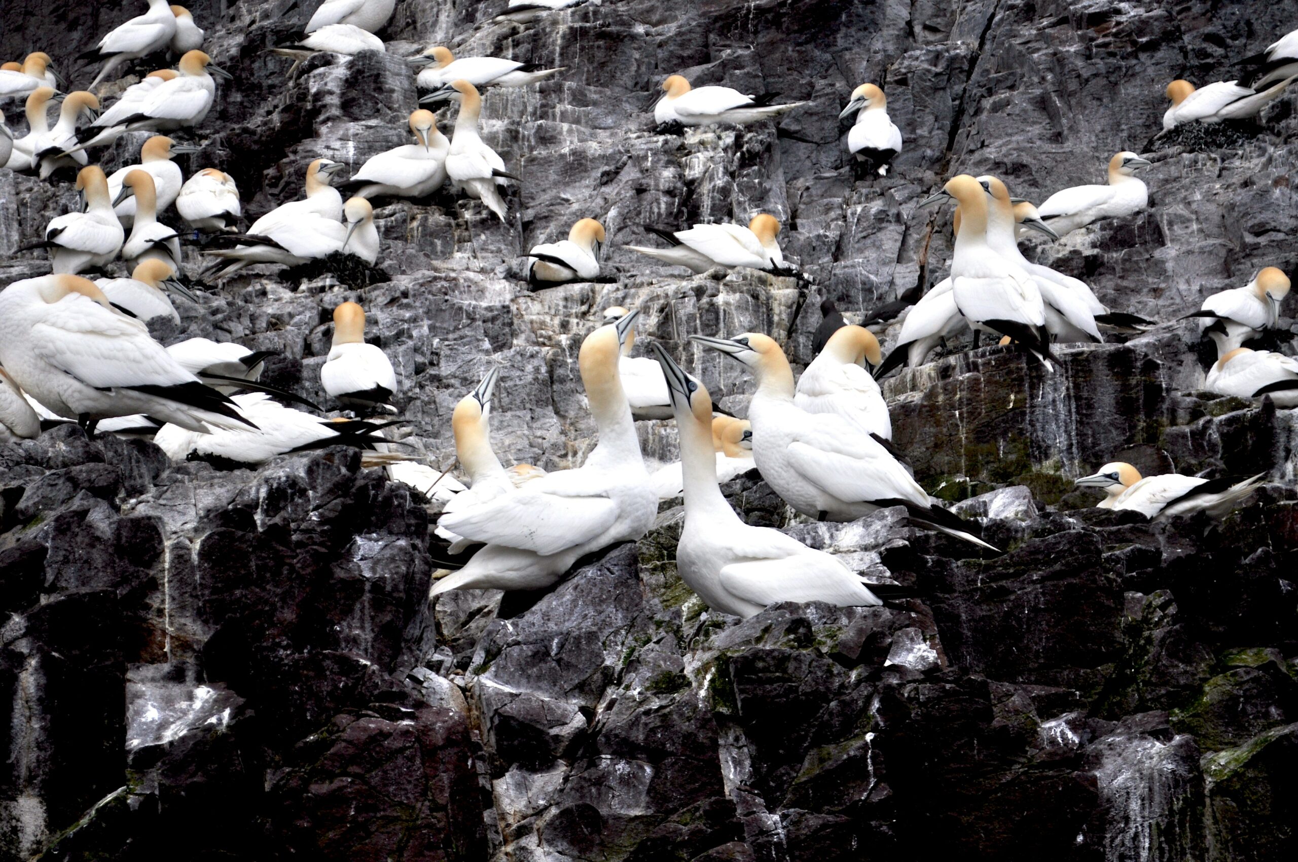 where to see seabird colonies in the UK day trip