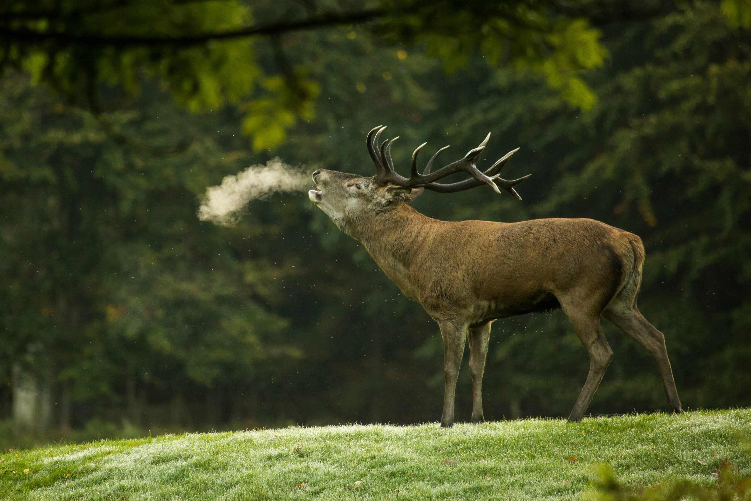 where to see the deer rut in the UK day trip