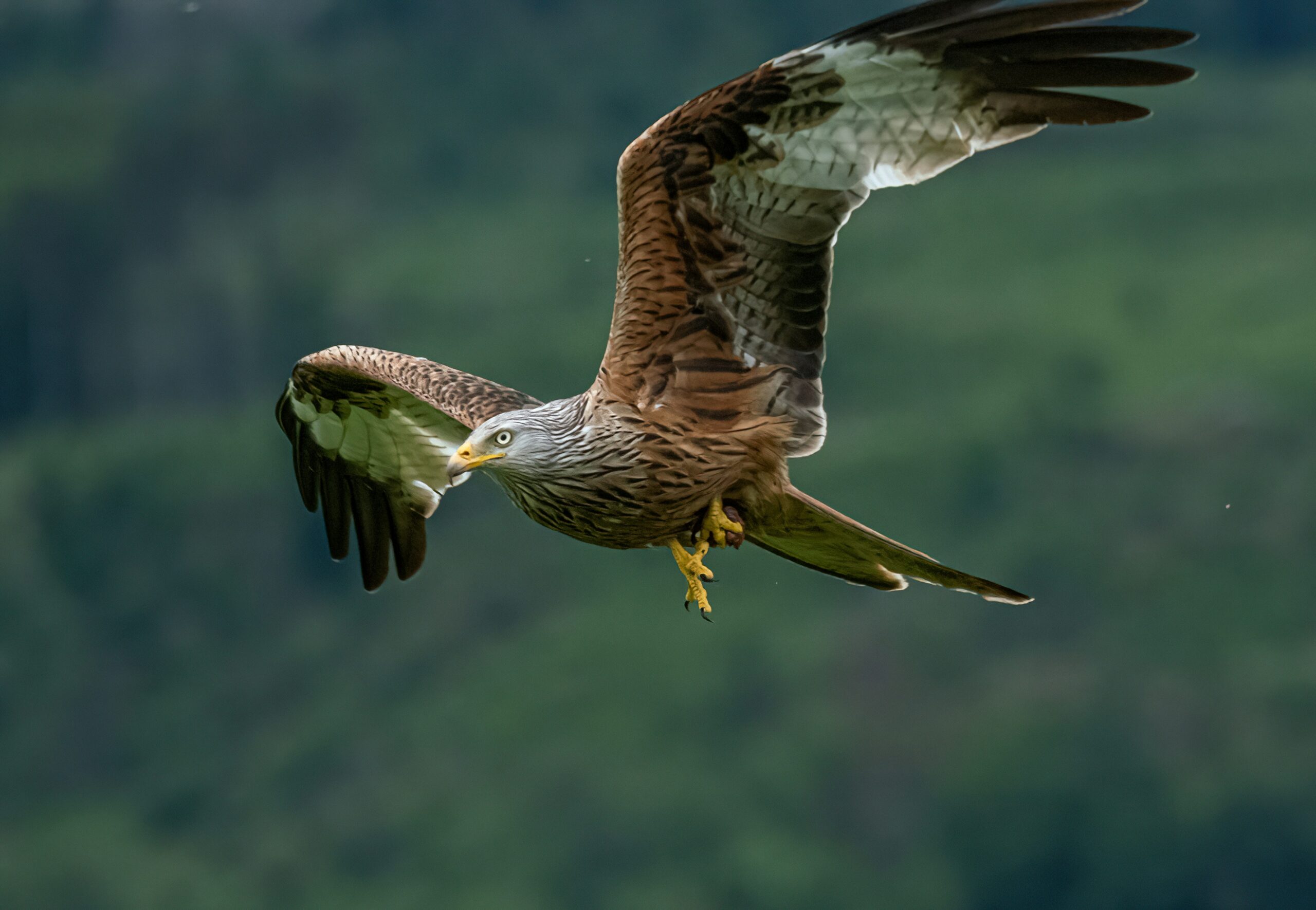 where to see wildlife of the UK day trip